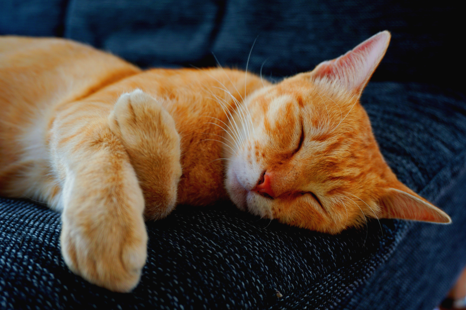 Burr Ridge Veterinary 
