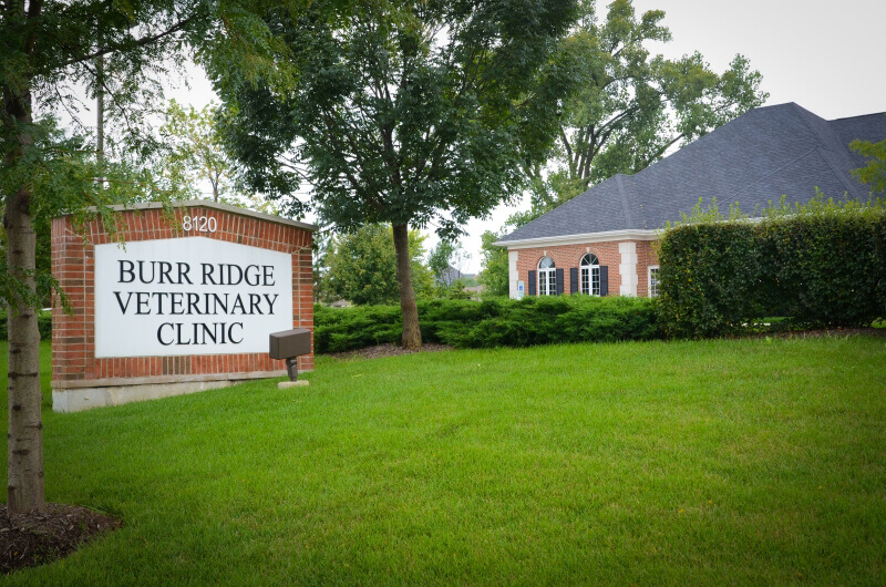 Burr Ridge Veterinary Clinic: Top Rated Darien Veterinarians