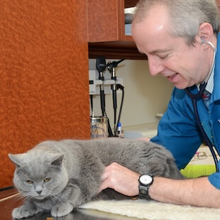 Cat Services in Darien