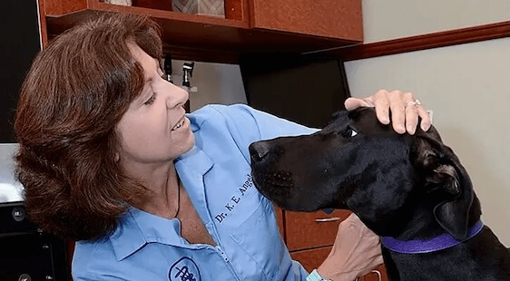 Dog Services in Darien