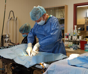 Pet Surgery in Darien