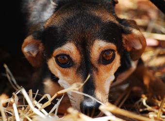 Have you ever heard of Separation Anxiety? Dr. Rooney discusses this behavioral issue.