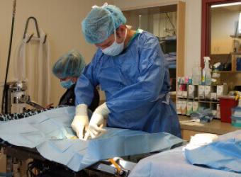 Caring for Your Dog or Cat After Surgery