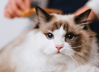 The 5 Grooming Things You Should Check On Your Cat Every Month