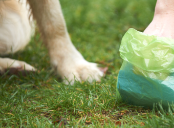 Oh, Poo! Why It’s Essential to Immediately Clean Up After Your Pet